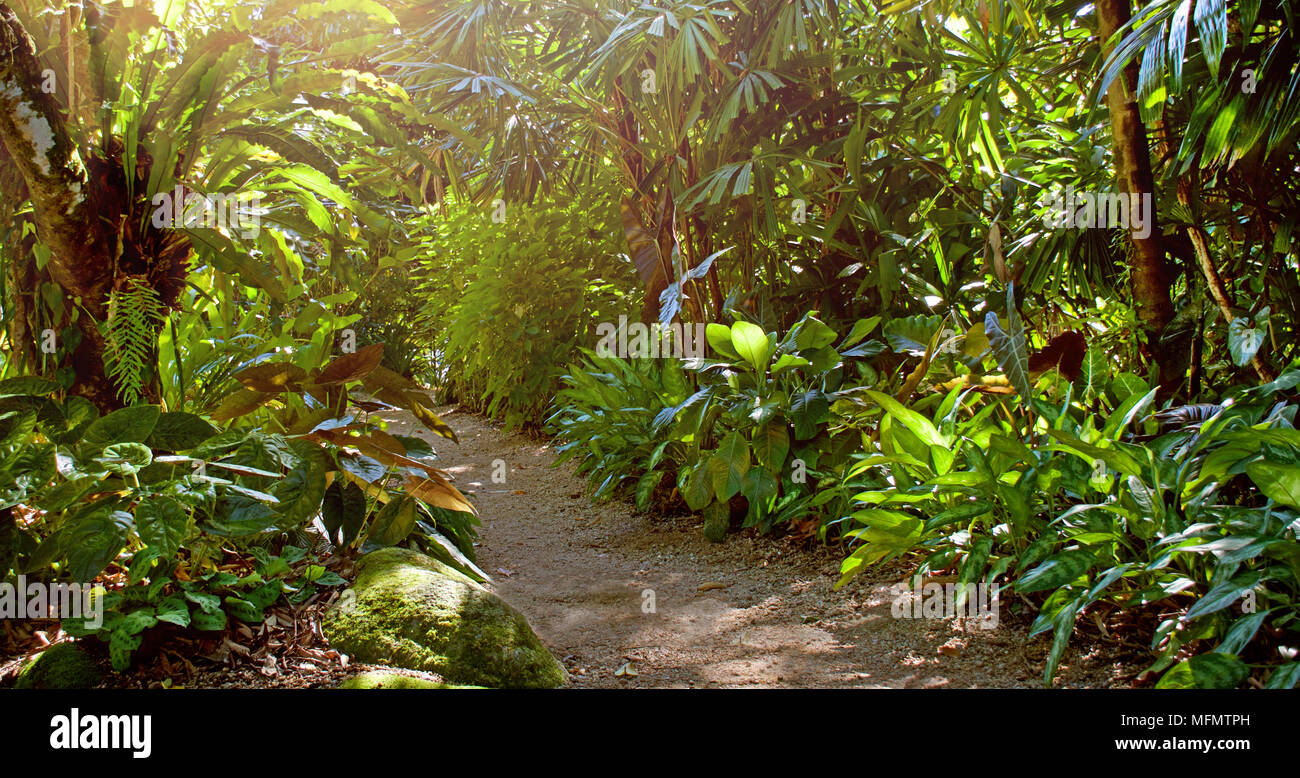 Tonos de luz sobre un tranquilo jardín tropical camino bordeado de plantas incluyendo a Madonna lirios, aves anidan los helechos y palmeras. Foto de stock