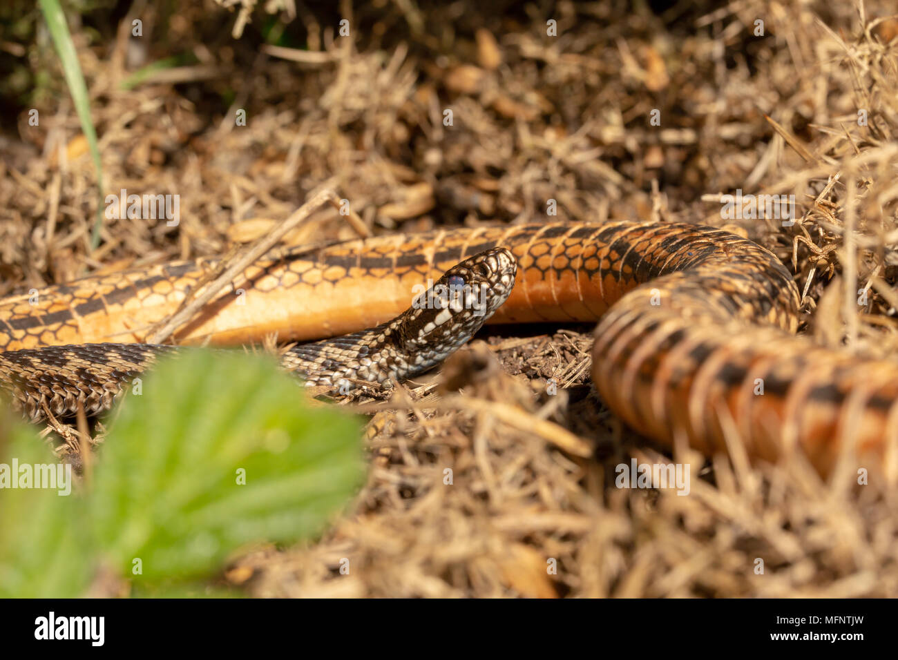 Sumador europeo investiga una serpiente de juguete en una reserva natural de landas Foto de stock