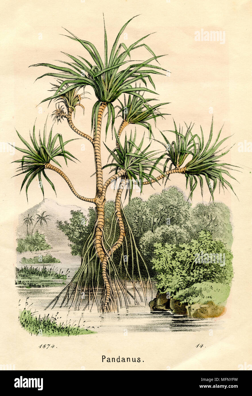 Screwpine pandanus utilis fotografías e imágenes de alta resolución Alamy