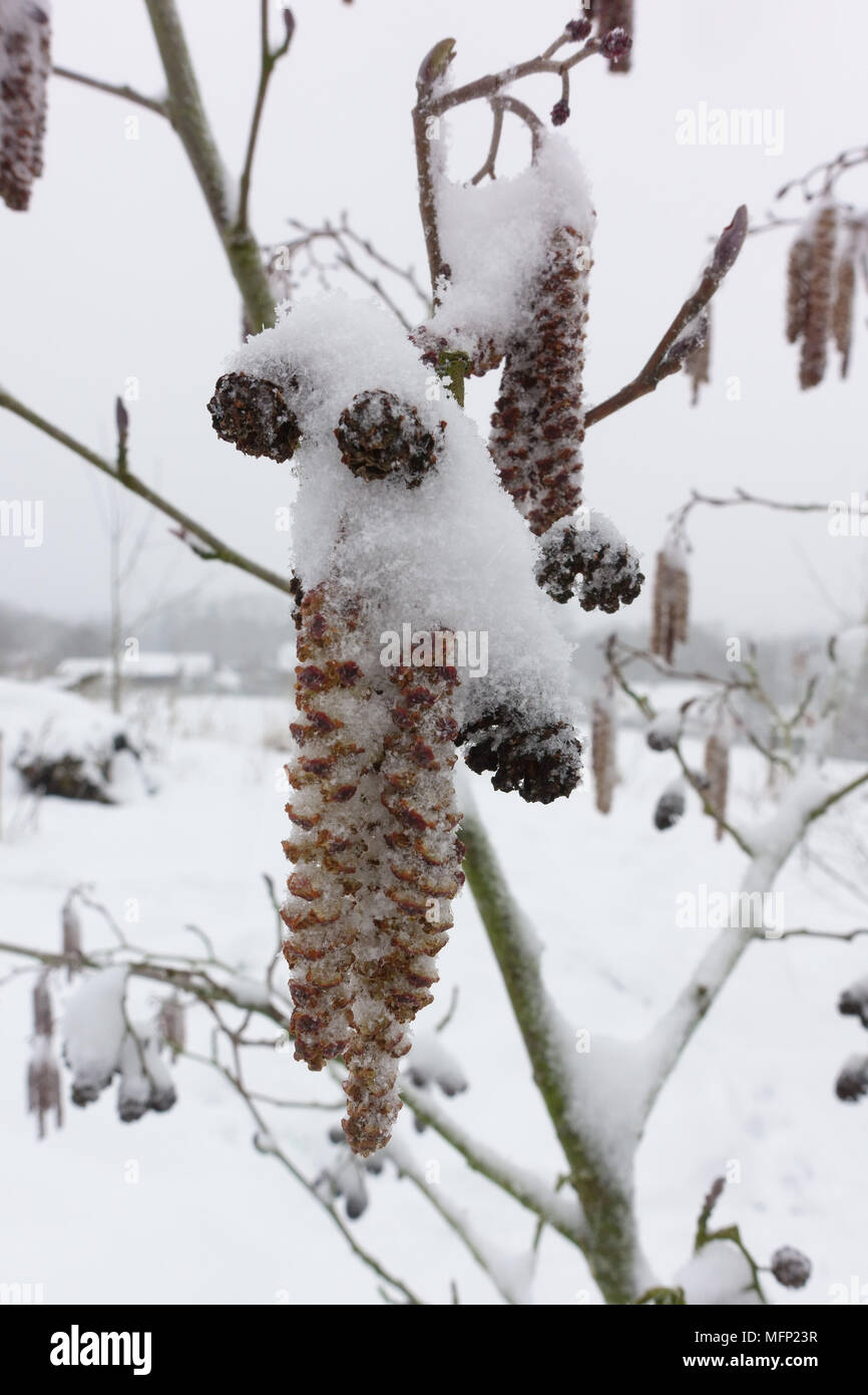Copo de nieve en amentos machos y hembras inmaduras flores de alisos, Alnus glutinosa, árbol en invierno, Marzo Foto de stock