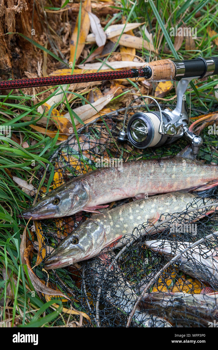 Artículos de pesca fotografías e imágenes de alta resolución - Alamy