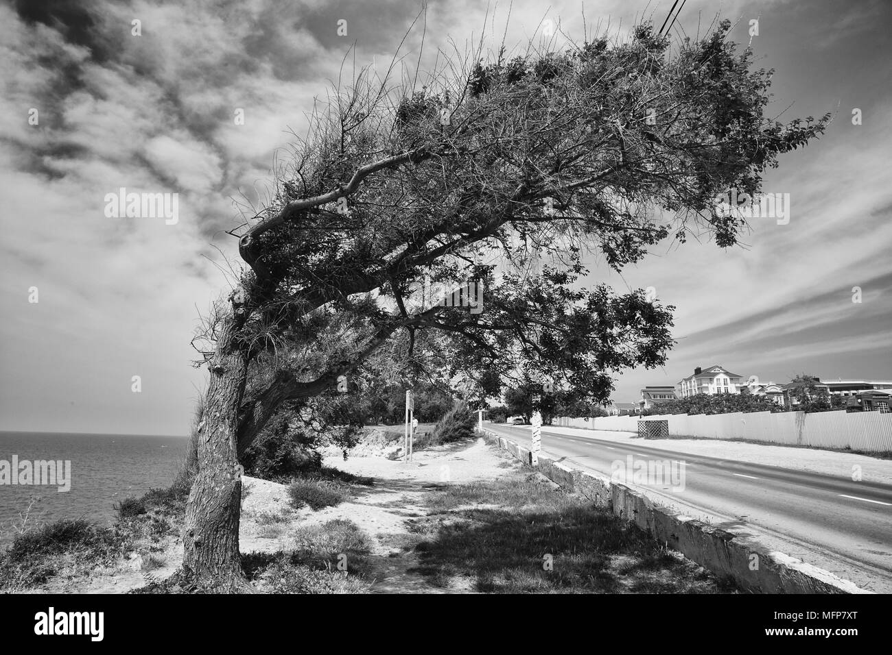 Imagen en blanco y negro de un árbol en la orilla del mar, curvadas por el viento, con las nubes de fondo agradable Foto de stock