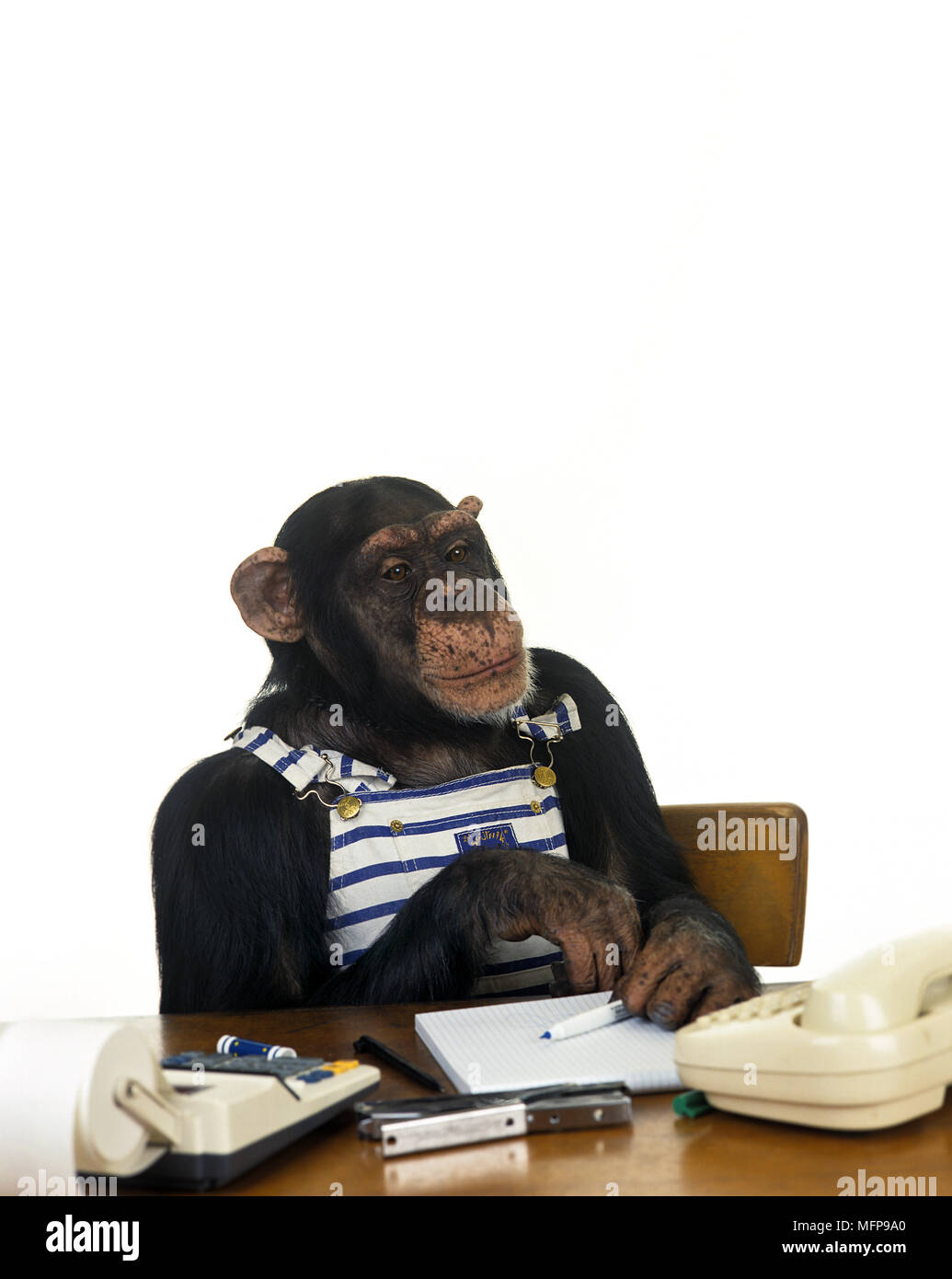El chimpancé Pan troglodytes, entrenado Animal con ropa de hombre  Fotografía de stock - Alamy