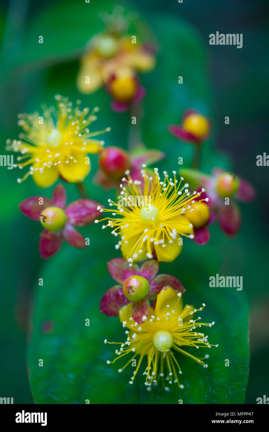 Perforar en ST JOHN'S WORTH - hipérico o corazoncillo o HIERBA DE SAN JUAN (Hypericum perforatum), conocido como perforar en St John's wort, común de San Juan" Foto de stock