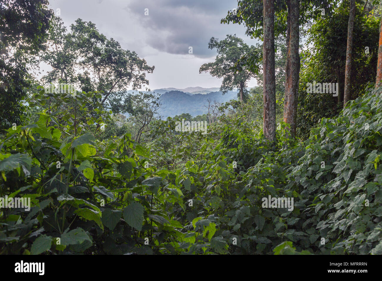 La densa vegetación de la selva tropical, el Parque Nacional Impenetrable de Bwindi, Uganda Foto de stock