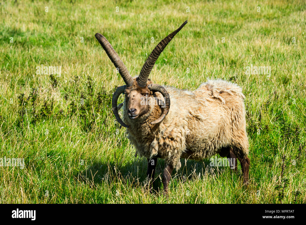 Cuatro cuernos Manx Loaghtan ovejas (Ovis aries), Isla de Man, Reino Unido Foto de stock