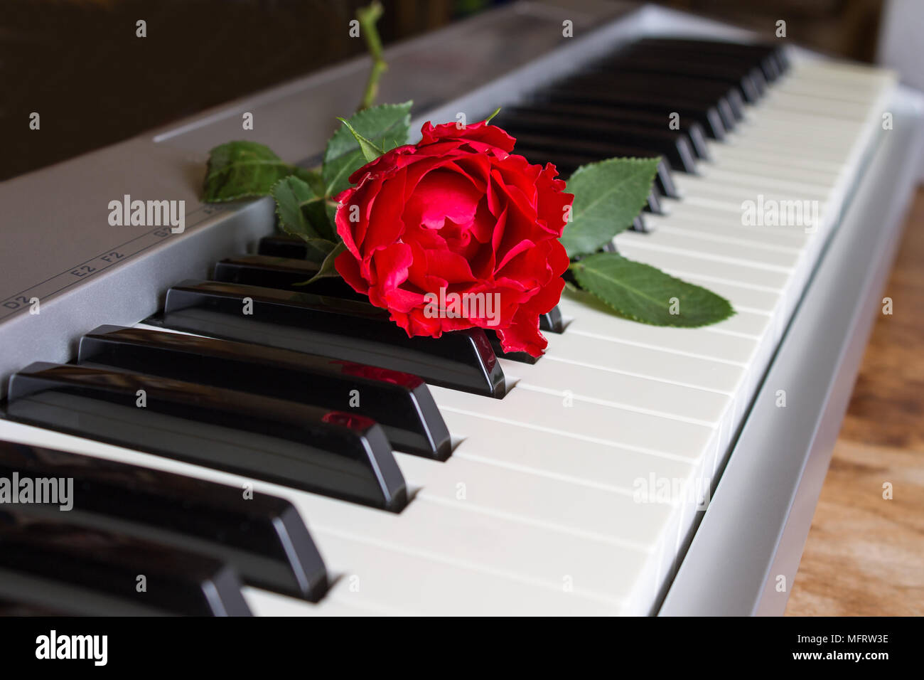 Rosa roja en el teclado del piano digital. Canción de amor concepto, música  romántica Fotografía de stock - Alamy