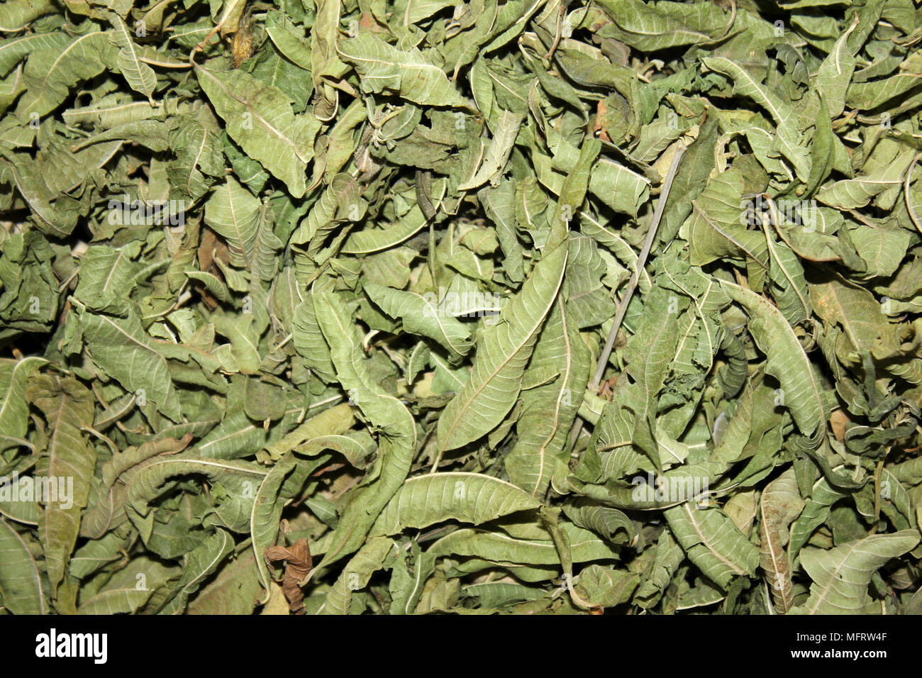 Secado de las hojas de té de menta verde Foto de stock