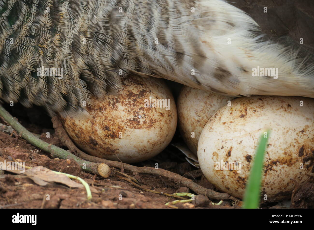 Peafowl huevos protegidos por la hembra peafowl, incubación Foto de stock