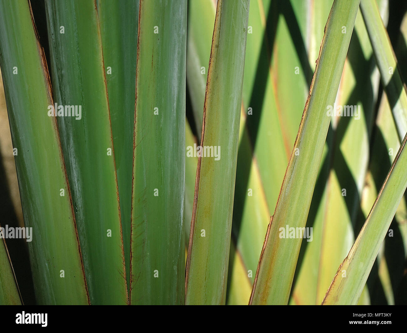 Detalle de la espada como plantas deja retratos de planta Fotografía de  stock - Alamy