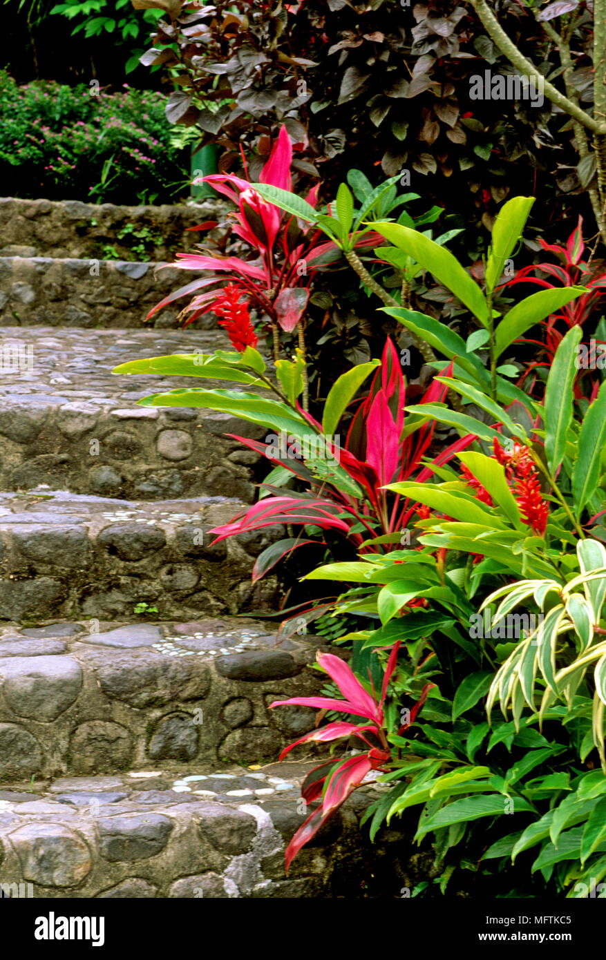 Pasos con bordes Cordyline Terminalis y Alpinia Foto de stock