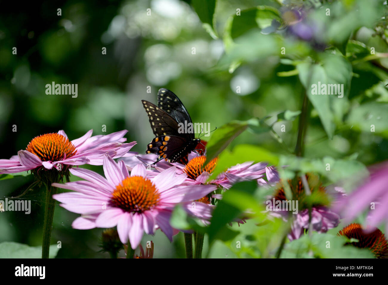 Mariposa Negra en la equinácea flores en un soleado jardín de verano. Foto de stock