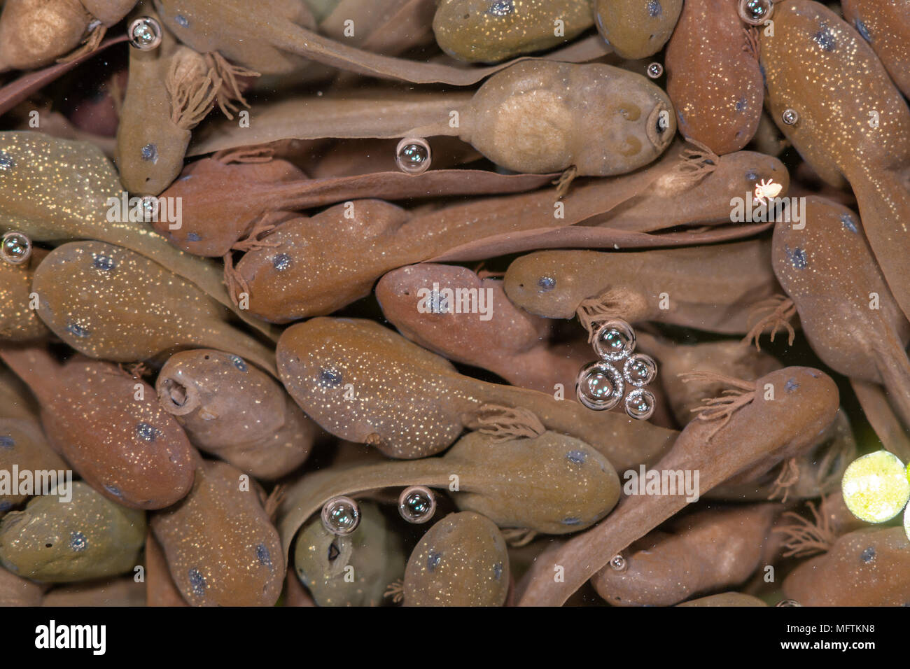Masa de renacuajos de rana común (Rana temporaria). Los pequeños renacuajos poco después de la eclosión en la superficie del estanque, en la familia Ranidae Foto de stock