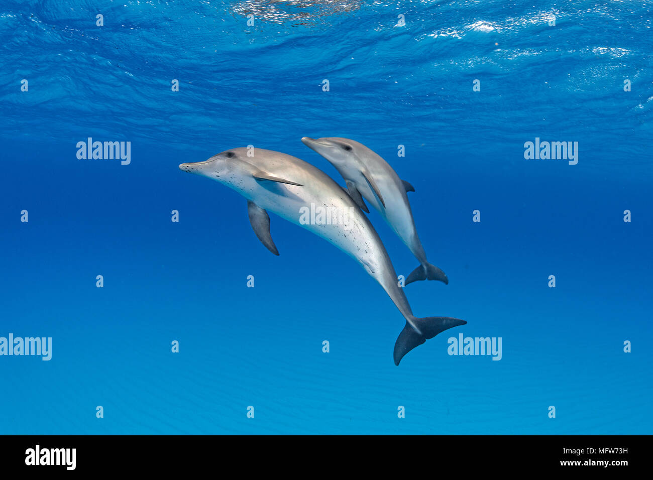 Delfines moteados del Atlántico (Stenella frontalis), madre de ternera, Bahama Bancos, Bahamas Foto de stock