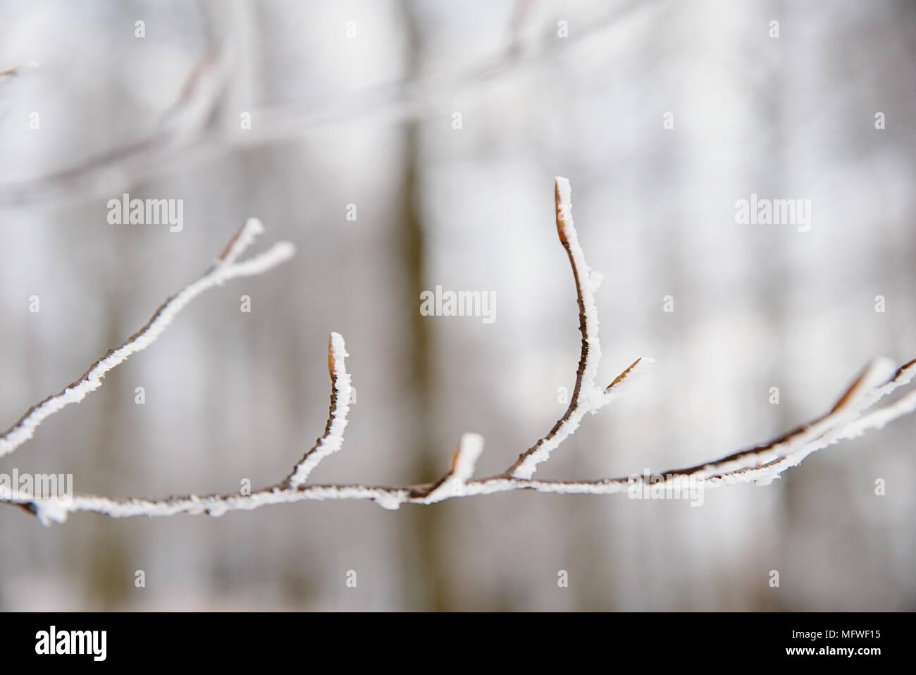Rama delgada de un árbol con hojas de hayas sear y trozos de nieve en  invierno Fotografía de stock - Alamy