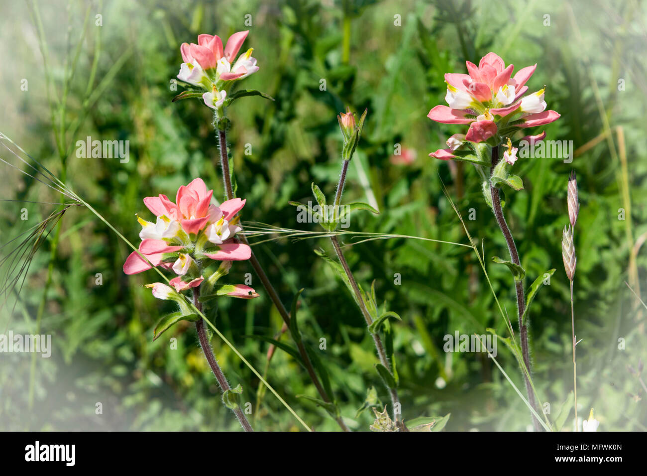 Rosa flores silvestres que atraen a las mariposas. Encontrado en un jardín de mariposas/hábitat en Kerrville, Texas. Foto de stock