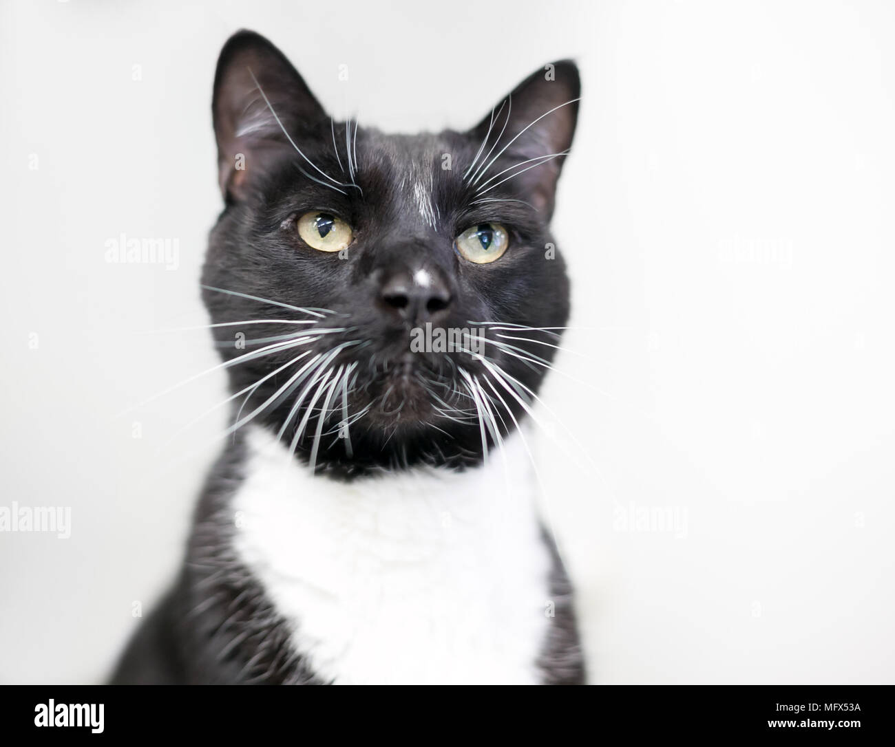 Un blanco y negro Tuxedo cat con largos bigotes Foto de stock