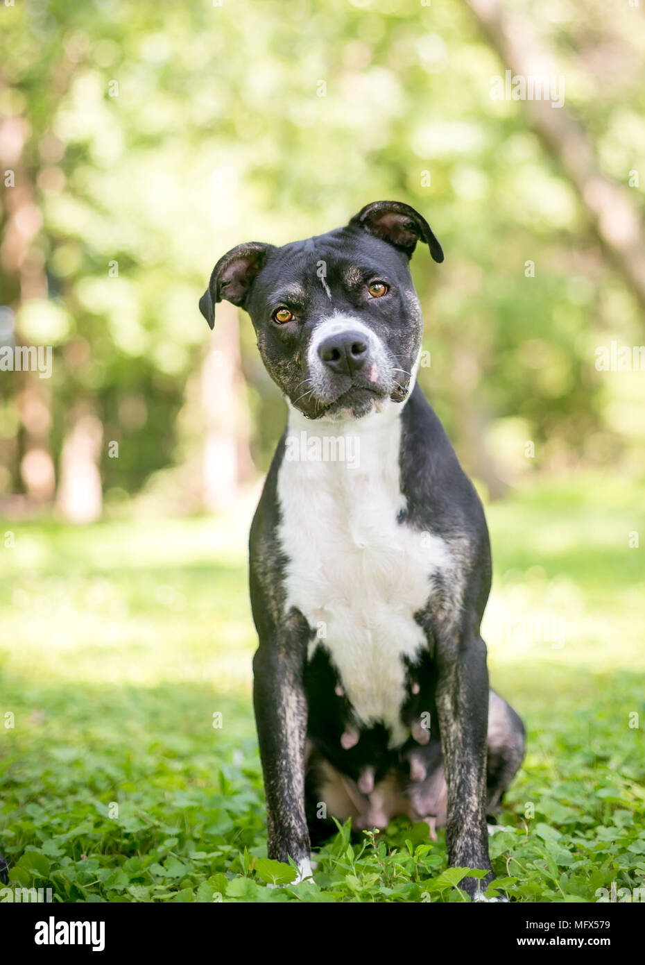Un blanco y negro hembra Pit Bull Terrier perro de raza mixta escuchar con  una inclinación de cabeza Fotografía de stock - Alamy