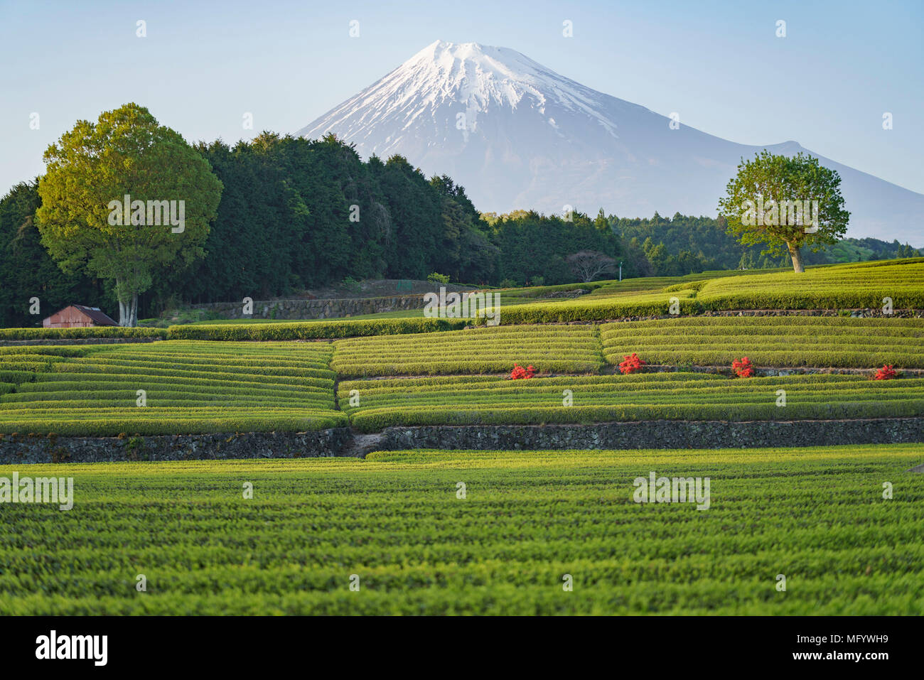 Obuchi Sasaba, Fuji City, Prefectura de Shizuoka, Japón Foto de stock