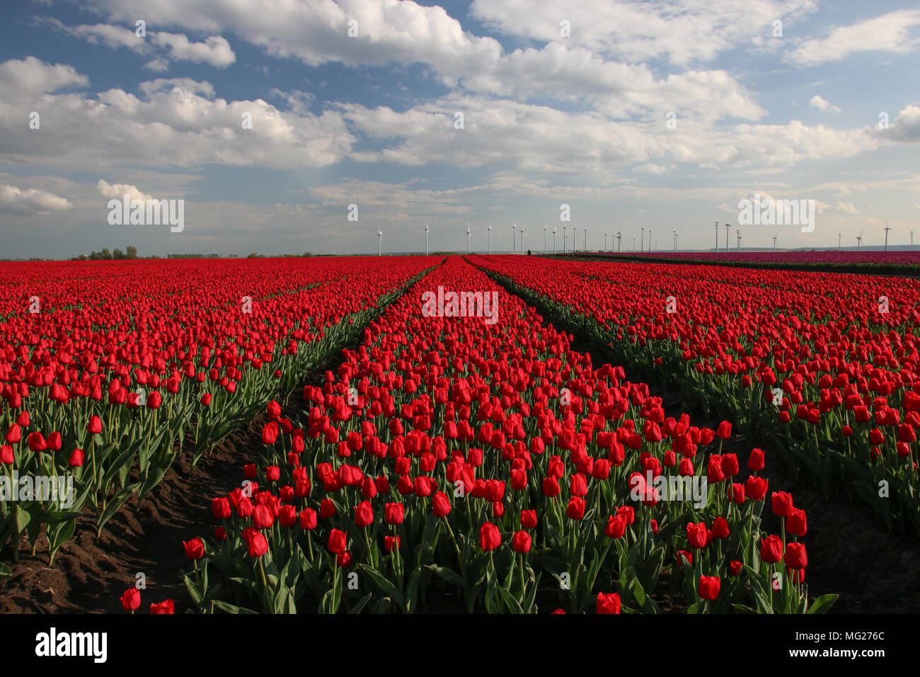 Campo de tulipanes en primavera. Foto de stock