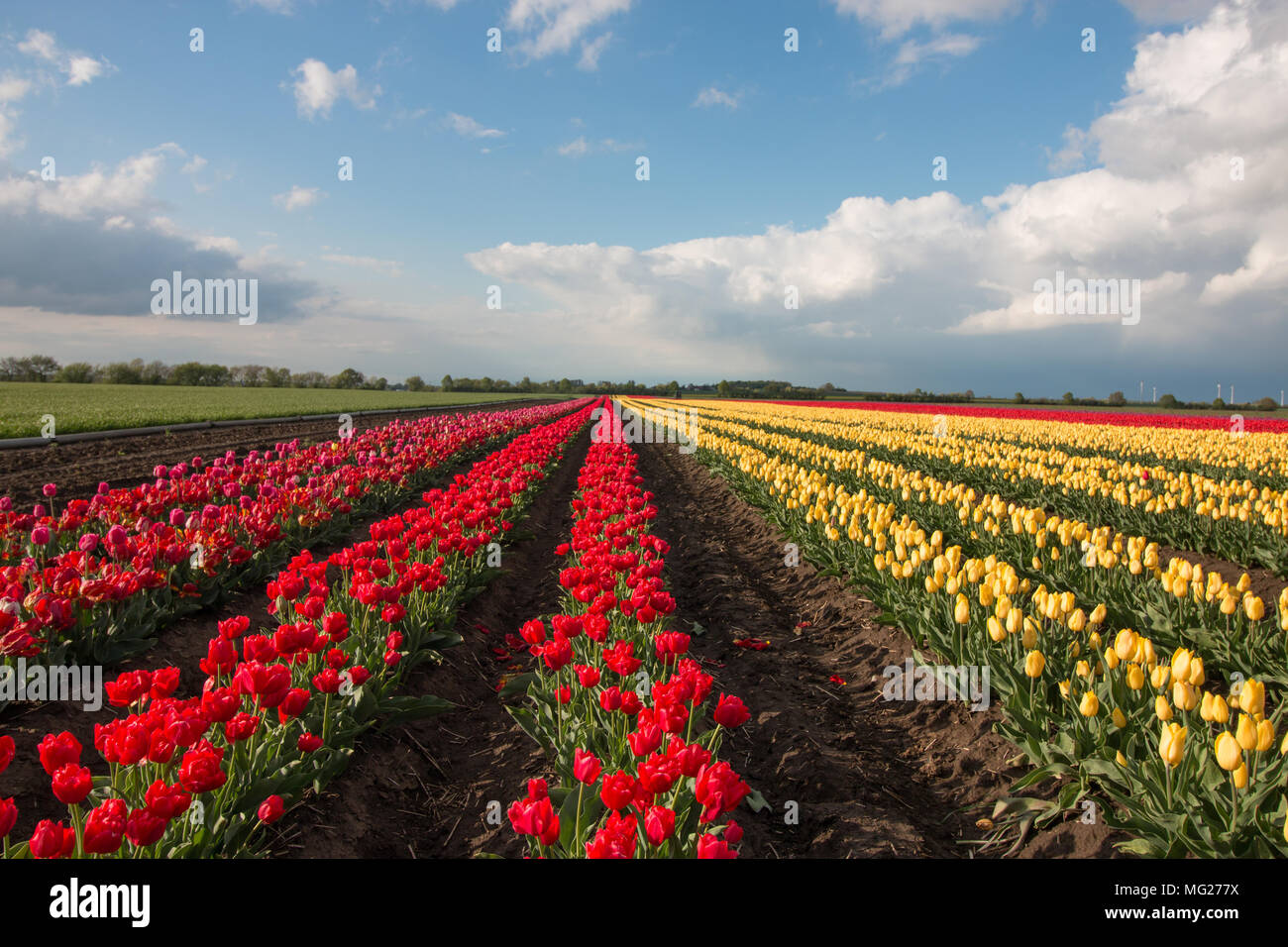 Tulipanes rojos y amarillos de pie en un campo hasta el horizonte delante de un espectacular cielo. Foto de stock