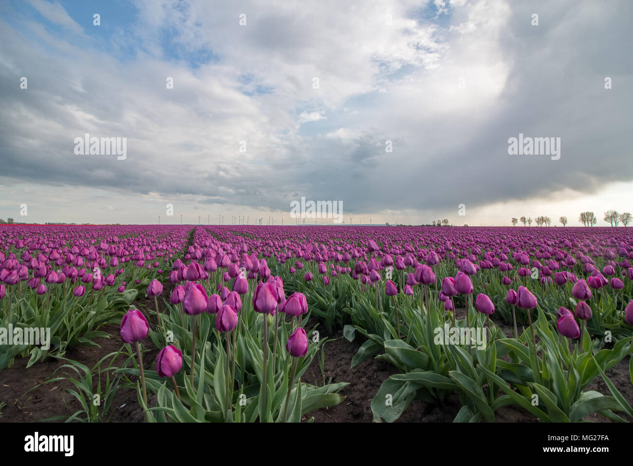Schwaneberg, Alemania - 27 de abril de 2018: Vista de un campo de tulipanes púrpura en la aldea de Schwaneberg en Sajonia-Anhalt, Alemania. El negocio de la familia C Foto de stock