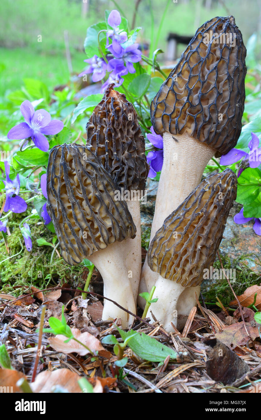 Cuatro jóvenes y saludables morel negro o Morchella conica setas silvestres junto con flores violetas, Vista cercana Foto de stock