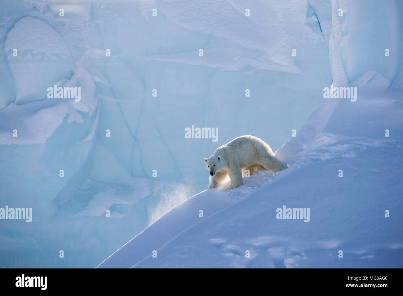 Oso Polar hembra se desliza hacia abajo por la nieve y el hielo de un iceberg en la isla de Baffin, Canadá del Norte Foto de stock