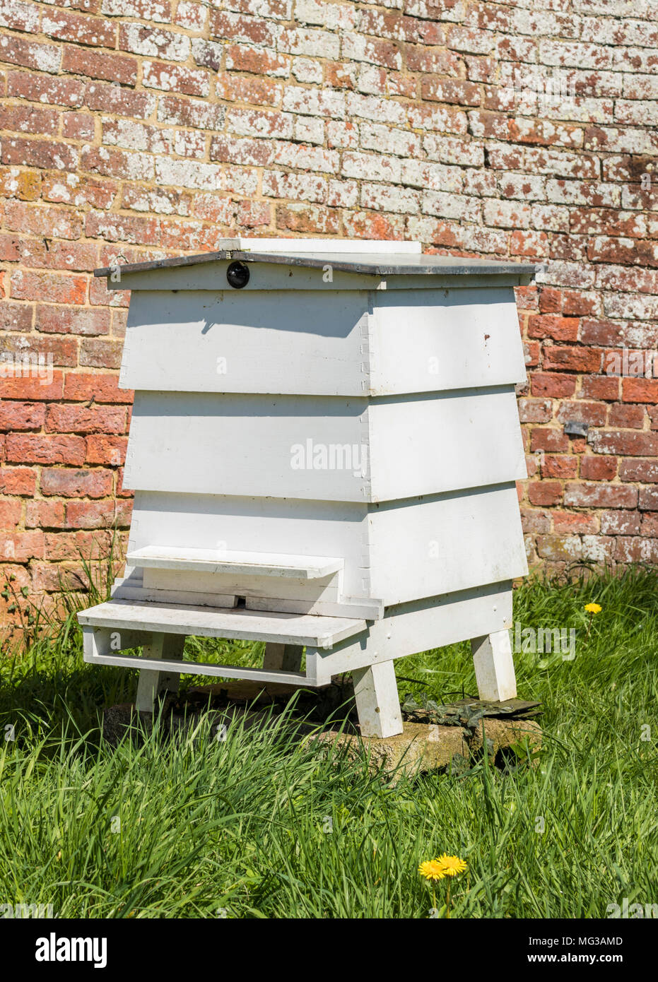 Colmena colmena de abejas blanca en wild meadow Inglaterra gb Foto de stock