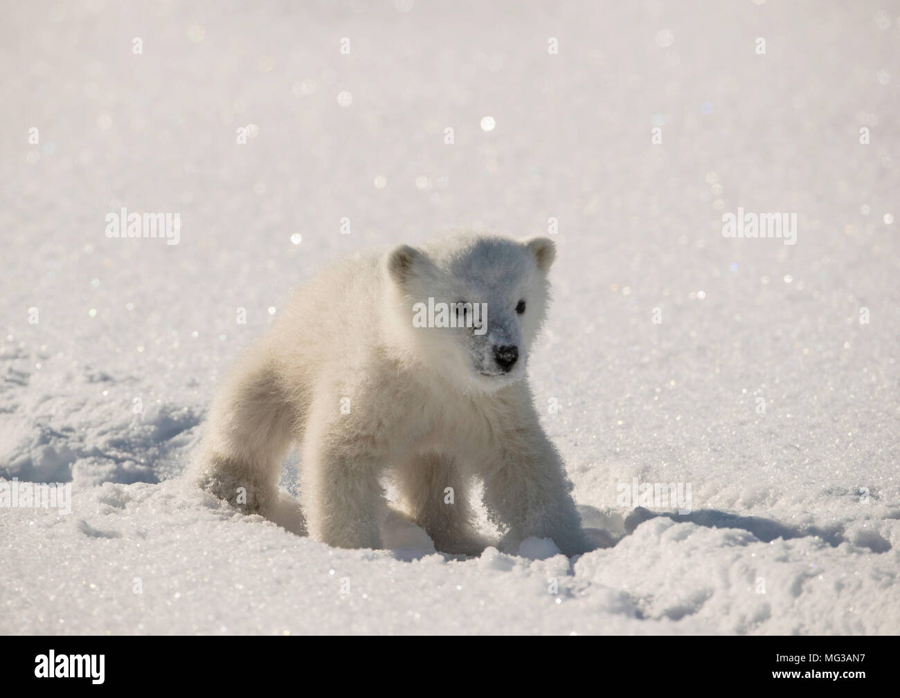 Cute osezno polar camina en las huellas dejadas por su madre sobre el hielo cubierto de nieve helada de fiordo. Foto de stock