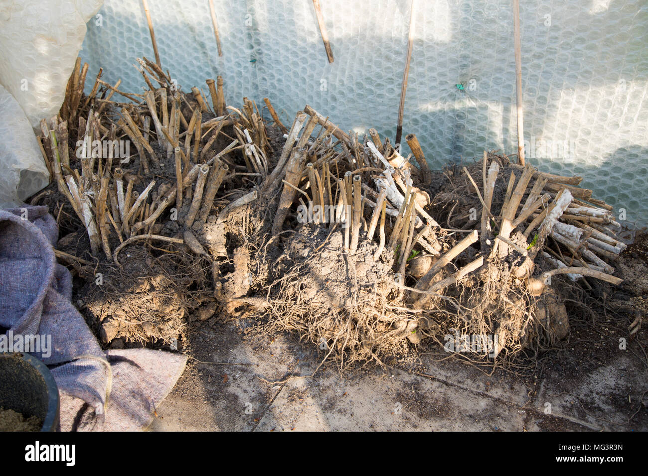 Dalia raíces tubérculos almacenados dentro de invernadero, Cherhill, Wiltshire, Inglaterra, Reino Unido. Foto de stock