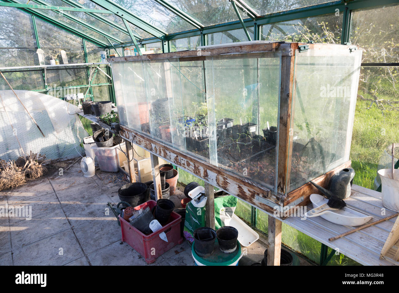Cajonera fría de vidrio con plántulas creciendo dentro de invernadero, Cherhill, Wiltshire, Inglaterra, Reino Unido. Foto de stock