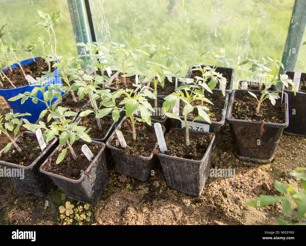 Cultivar plántulas de tomate el cultivo en macetas en invernadero, Cherhill, Wiltshire, Inglaterra, Reino Unido. Foto de stock