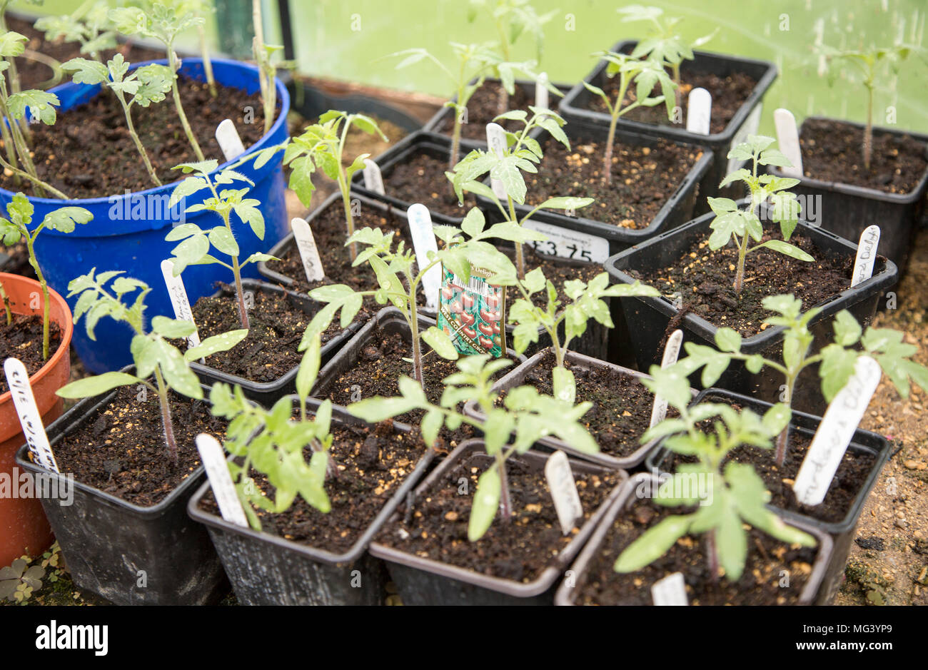 Cultivar plántulas de tomate el cultivo en macetas en invernadero, Cherhill, Wiltshire, Inglaterra, Reino Unido. Foto de stock
