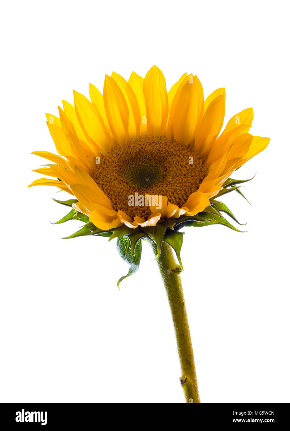 Solo Helianthus flor comúnmente conocida como pequeño girasol aganist procedencia blanco Foto de stock