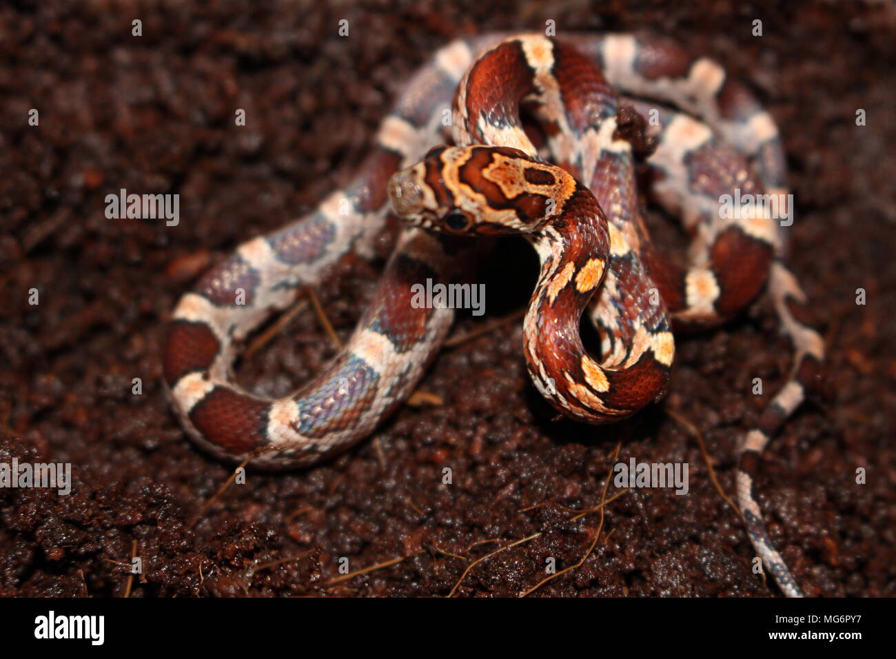 Bebe Modelo De Serpiente De Maiz Pantherophis Guttatus Fotografia De Stock Alamy Bebe Modelo De Serpiente De Maiz Pantherophis Guttatus Fotografia De Stock Alamy