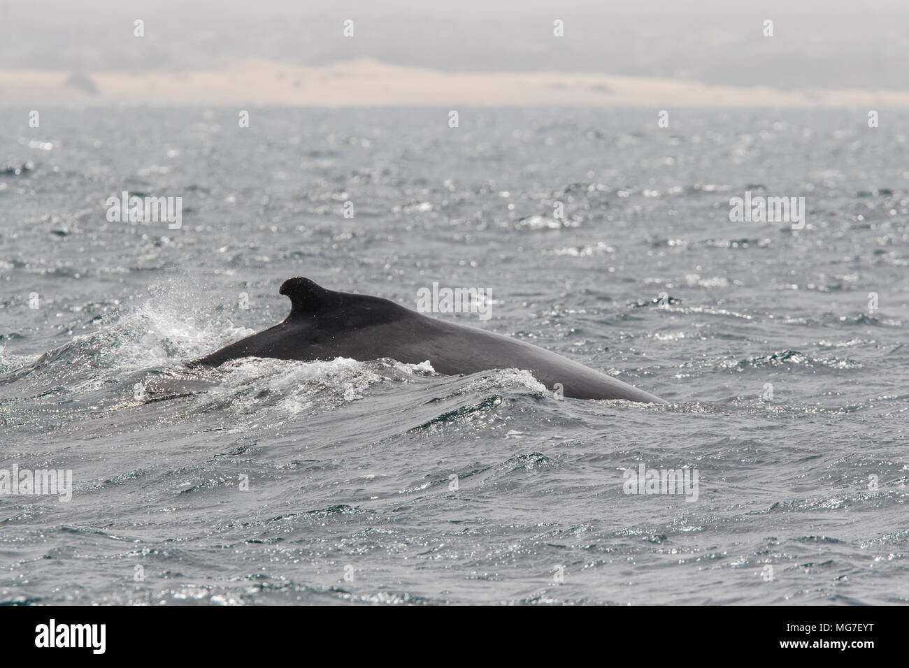Buceo de la ballena jorobada (Megaptera novaeangliae), Boa Vista, Cabo Verde Foto de stock