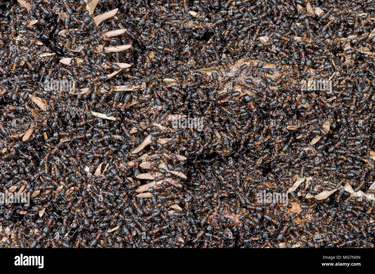 Las hormigas de madera meridional (Formica rufa). Los trabajadores en detalle nido 2 de 2. Sussex, UK Foto de stock
