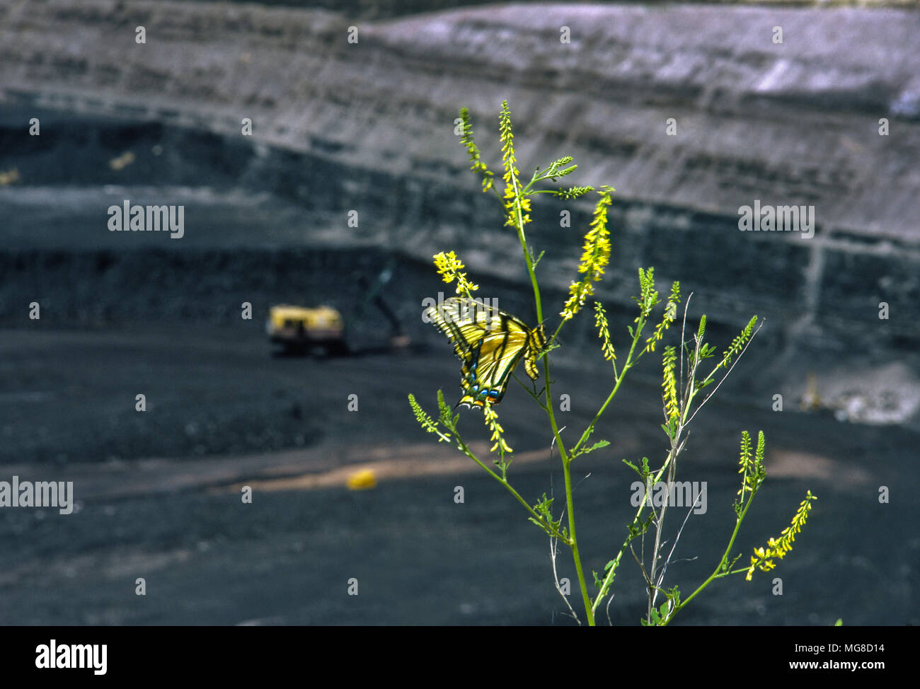 Una mariposa cuelga de una flor en el borde de una enorme mina de carbón a cielo abierto en el norte de Wyoming, símbolo de la amenaza para toda la vida que representa el combustible fósil Foto de stock