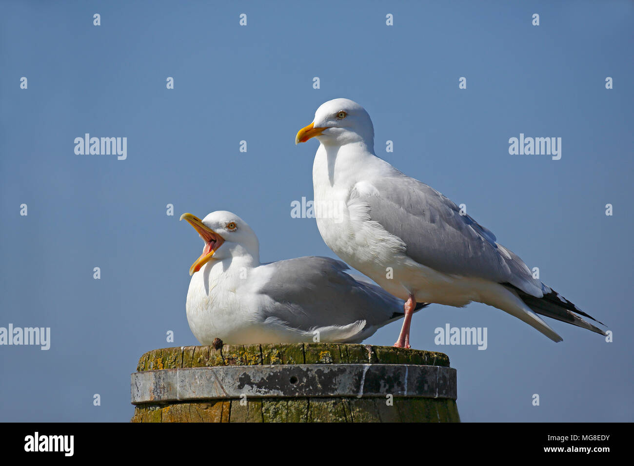 Unión arenque gaviotas cocineras (Larus argentatus), par animal sentado en Pilar, llamando, costa del Mar del Norte, Schleswig-Holstein, Alemania Foto de stock