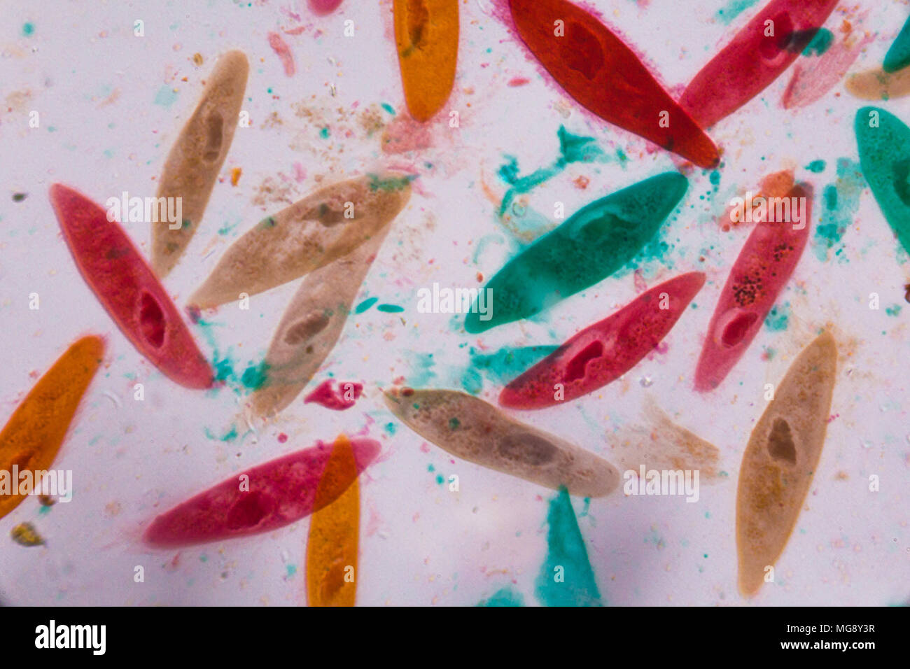 Paramecio caudatum bajo el microscopio - formas abstractas en color verde, rojo, naranja y marrón sobre fondo blanco. Foto de stock