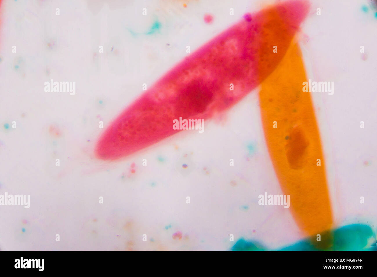 Paramecio caudatum bajo el microscopio - formas abstractas en color verde, rojo, naranja y marrón sobre fondo blanco. Foto de stock