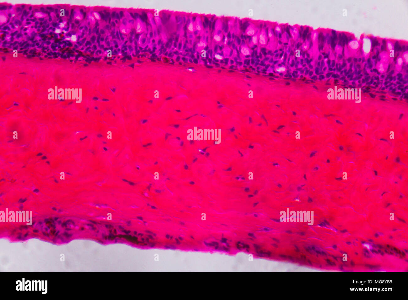 Branquias bajo el microscopio