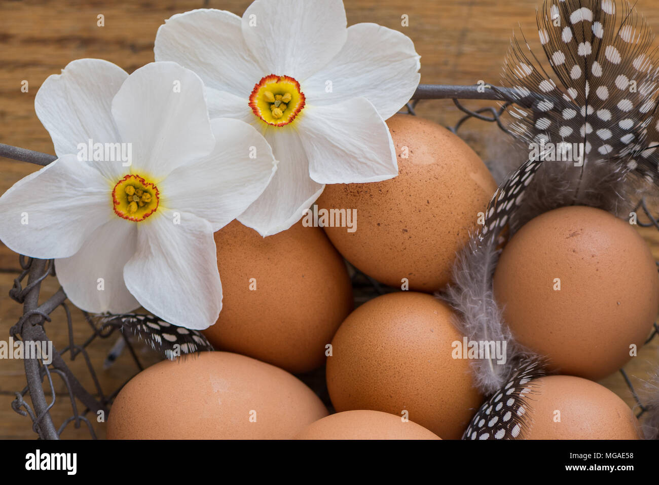 Brown huevos de gallina en una cesta con plumas y flores. Foto de stock
