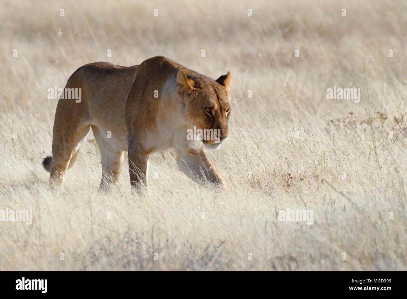 León (Panthera leo) caminar en pasto seco, el Parque Nacional de Etosha, Namibia, África Foto de stock