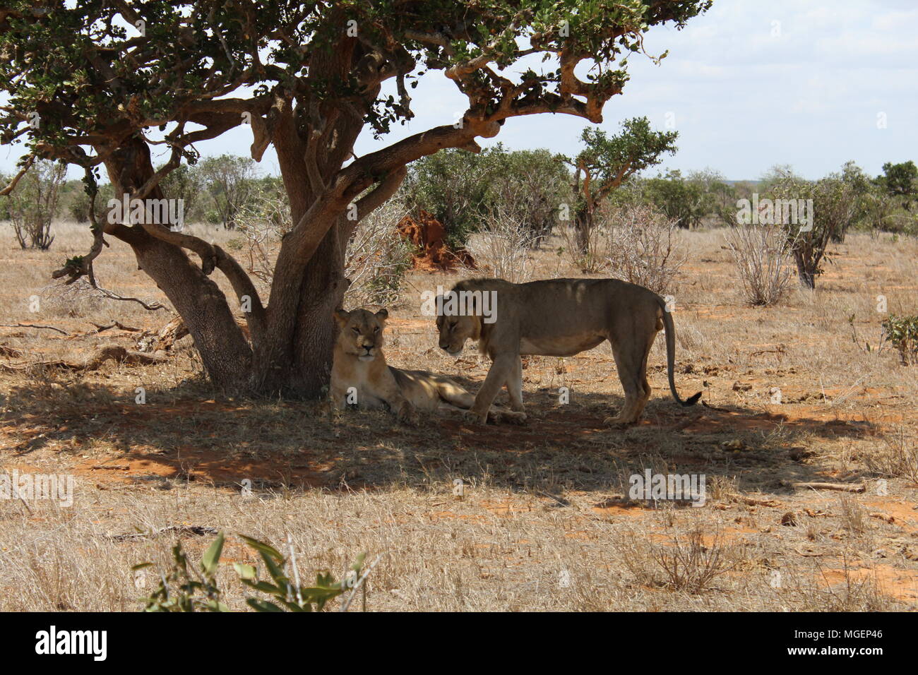 Par de leones descansando en la sombra de un árbol en la sabana después de caza por la noche, uno de ellos mira directamente a la lente, en el parque de Tsavo Foto de stock
