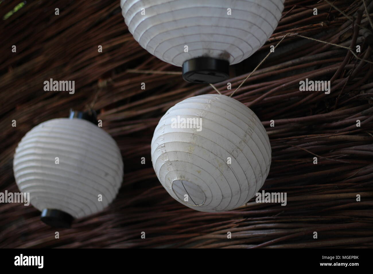 Linternas chinas blanco vacío colgado de una pared de madera espinos Foto de stock