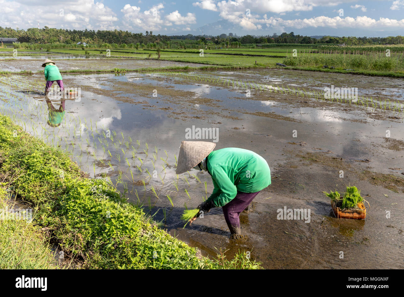 Transplante de plántulas de arroz en un arrozal cerca de Ubud, Bali, en Jalan Baris Rd debajo del Volcán Gunung Batur Foto de stock