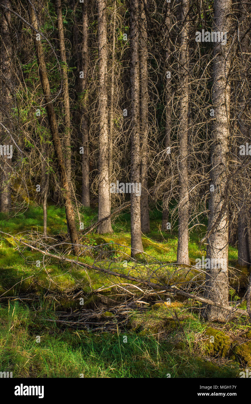 Árboles retorcidos claros penetrantes en el bosque de montaña canadiense Foto de stock
