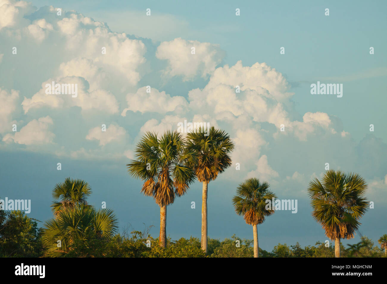 Nubes de tormenta y ventilador de palmas, nativa Savannah, Matanzas, Cuba Foto de stock